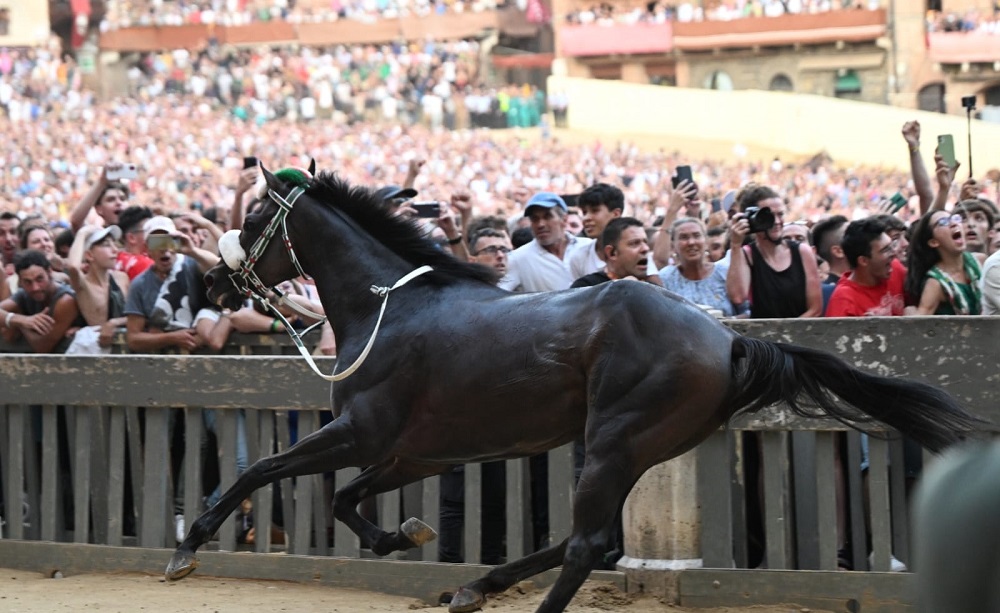 Palio di Siena Assunta 2023, l'Oca vince col cavallo scosso: Zio Frac in trionfo